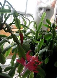 Cactus fanciers in switzerland know, that the common slug will all but destroy your plants, eating lots of owners have reported that cats die after eating them. Answering Whether Or Not The Christmas Cactus Is Poisonous Christmas Cactus