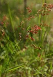 Image result for Melinis repens