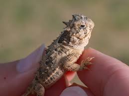 Image result for Trianthema mozambiquense