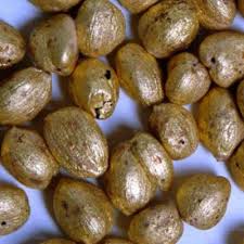 Image result for Aframomum corrorima