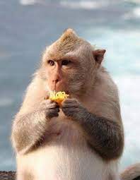 Funny Monkey Pictures And Images Monkeys Funny Funny Monkey Pictures Monkey Pictures