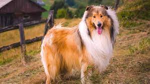 My fascination with breeding and showing rough collies started for me when i went to my first collie specialty in san diego, california in 1976; Collie Puppies For Sale Greenfield Puppies