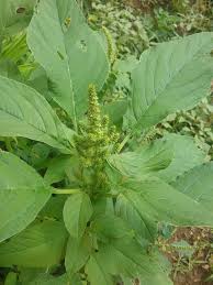 Image result for Amaranthus dubius