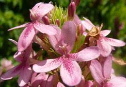 Image result for Ruspolia australis