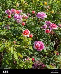 Princess Alexandra of Kent" Floribunda Rose, Gärten von Hampton Court  Palace, Richmond upon Thames, Surrey, England Stockfotografie - Alamy
