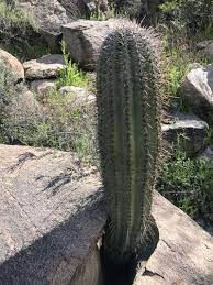 Anybody know how much something. All About Saguaros Faqs For Tucson Residents Local Yard Garden Resources