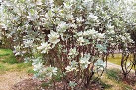 Image result for Conocarpus erectus