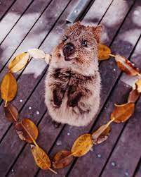 Quokka Probably The Happiest Animal In The World Design Swan Happy Animals Worlds Cutest Animals Quokka Animal