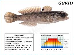 Pesti din ordinul zeiformes sunt pesti cu corpul foarte inalt si puternic turtit lateral, acoperit cu solzi ctenoizi, mai rar nud. Pescuit La Guvid Pescar Mehedintean