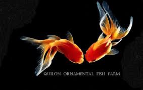 Quilon Ornamental Fish Farm Home Facebook