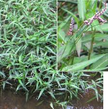 Image result for Persicaria decipiens