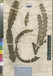 Image result for Wahlenbergia upembensis