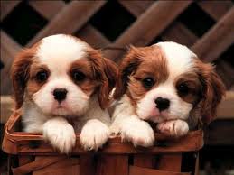 Image Detail For Dunyanin En Guzel Kopekleri The World S Most Beautiful Dogs King Charles Cavalier Spaniel Puppy Cute Puppy Wallpaper Cavalier Puppy