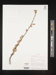 Image result for Lannea antiscorbutica