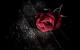 High Resolution Black And Red Rose Wallpaper