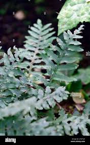 Image result for Drynaria volkensii