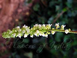 Image result for Allophylus