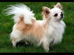 Chihuahua Long Coat Dog Show 2016 Wkc Westminster Kennel Club Sivava Kopekler Hayvanlar Kopek