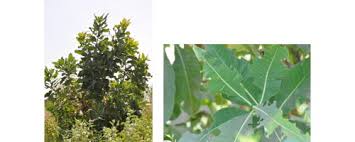 Image result for Terminalia macroptera