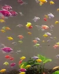 How Many Glofish In A 10 Gallon Tank Stocking Guide Video Video Glofish Aquarium Glofish Tank Glofish