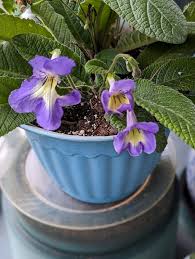 Image result for Streptocarpus goetzei