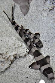 Black And White Spotted Saltwater Fish North Carolina Aquariums North Carolina Aquarium At Fort Fisher Beautiful Sea Creatures Ocean Creatures Sea Animals