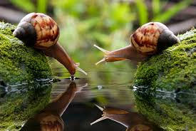 Playa caracoles is a nice, coved beach in arecibo. Alerta Si Ves Un Caracol No Lo Toques Quo