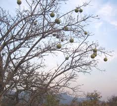 Image result for Strychnos innocua