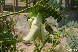 Image result for Sesbania grandiflora