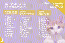 Besoin d'un nom pour votre chat ? Jardiland Et Vous Quel Est Le Nom De Votre Chat Facebook