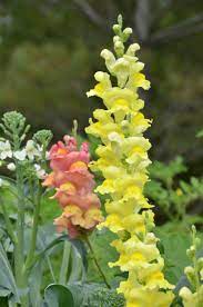 Snapdragon Antirrhinum Majus The Common Name Refers To The Flowers Response To Having Their Throats Squeezed Caus Botanical Gardens Garden Tours Botanical