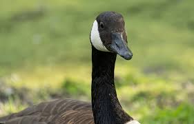 Sonic repellents can be effective at moving geese away from an area, but only for a short period of time. Best Canadian Goose Deterrents Bird B Gone Inc
