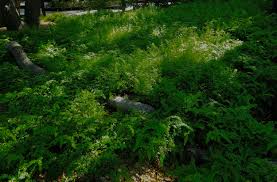 Image result for Launaea rogersii