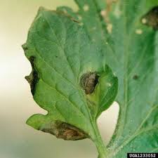 Image result for tomato seedling early blight