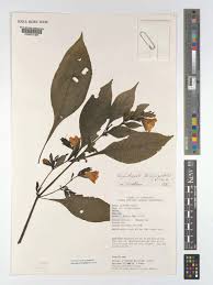 Image result for Acanthopale pubescens