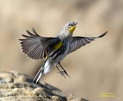 Midwest Birds With Yellow Feathers Yellow Rumped Warbler