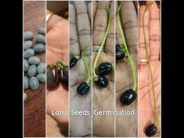 How To Grow Lotus Plant From Seeds Lotus Plant At Home Lotus Seeds Germination Youtube Lotus Plant Lotus Flower Seeds Plants