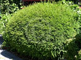 Image result for Phyllanthus taylorianus