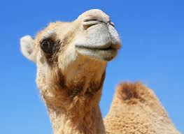 Part of the camel races festivities is a parade, which used to include the camels, which made an unholy mess of the highway. These States Have Some Of The Strangest Traffic Laws In America