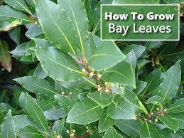 How To Grow Bay Leaves Bay Tree Care Bay Leaf Plant Bay Leaf Tree