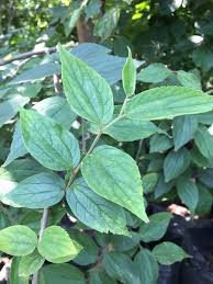 Image result for Celtis africana