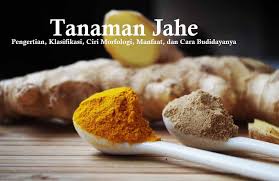 Selain cantik, setiap bunga juga memiliki karakternya sendiri. Tanaman Jahe Klasifikasi Ciri Morfologi Manfaat Dan Cara Budidaya Dosenpertanian Com