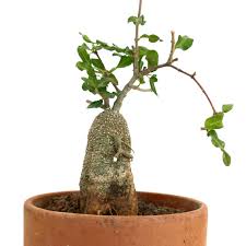 Image result for Fockea angustifolia