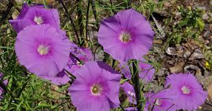 Image result for Ipomoea ephemera