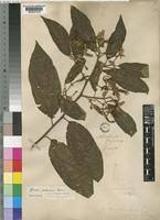 Image result for Grewia stolzii