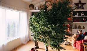 Sara topham as olivia in twelfth night. Twelfth Night 2020 What Is Twelfth Night And Why Does The Christmas Tree Come Down Today Express Co Uk