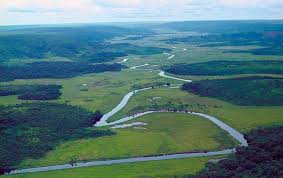 Image result for Congolanthus longidens