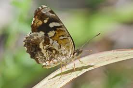 Image result for Euploca katangensis