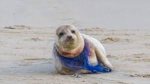 Robben eisbar mandala eisbar kleiner eisbar kindergarten basteln. Ein Robben Bild Zeigt Mal Wieder Wie Tiere Unter Plastik Leiden Utopia De