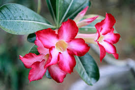 Image result for Adenium multiflorum